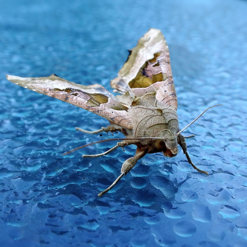 Agaatvlinder - Overig - Agaatvlinder