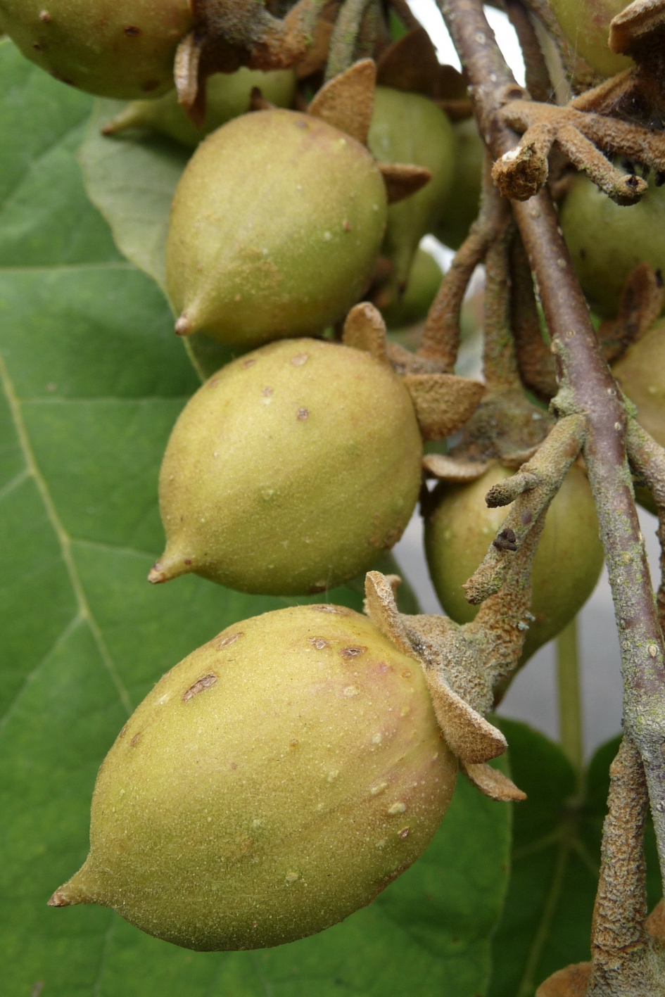 Anna Paulownaboom vrucht - Planten - 