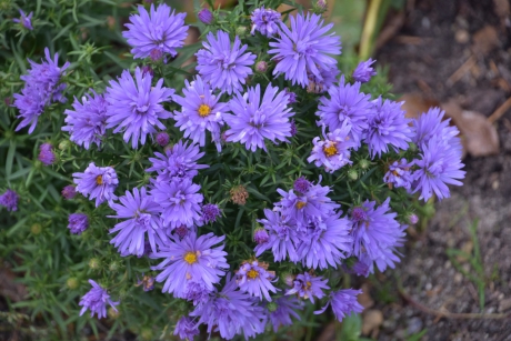 Asters