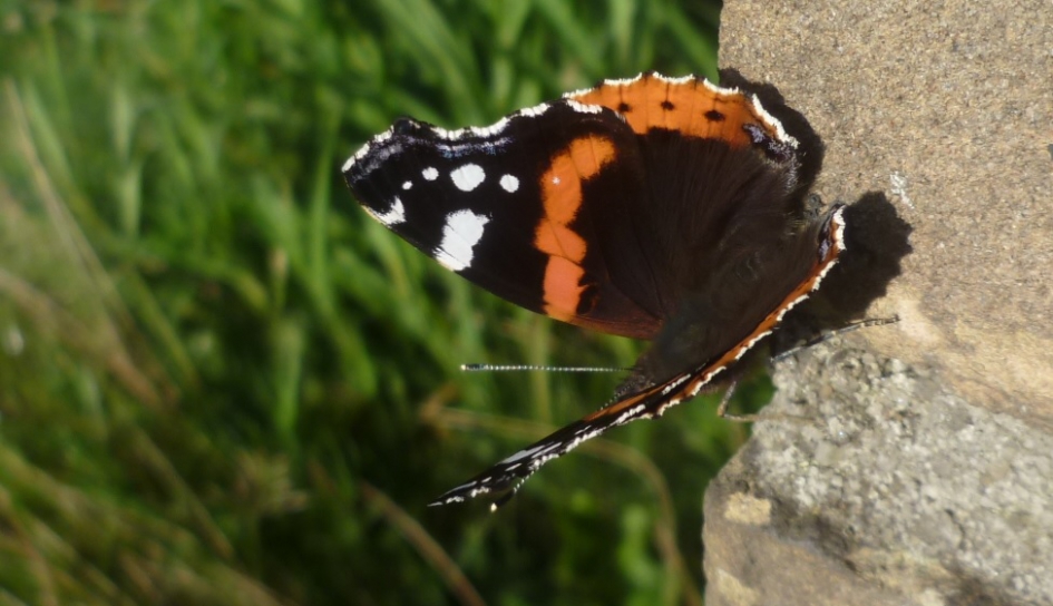 atalanta - Overig - atalanta