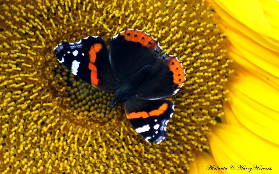 Atalanta - Geleedpotigen - 