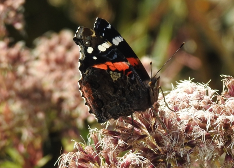 Atalanta op Koninginnenkruid