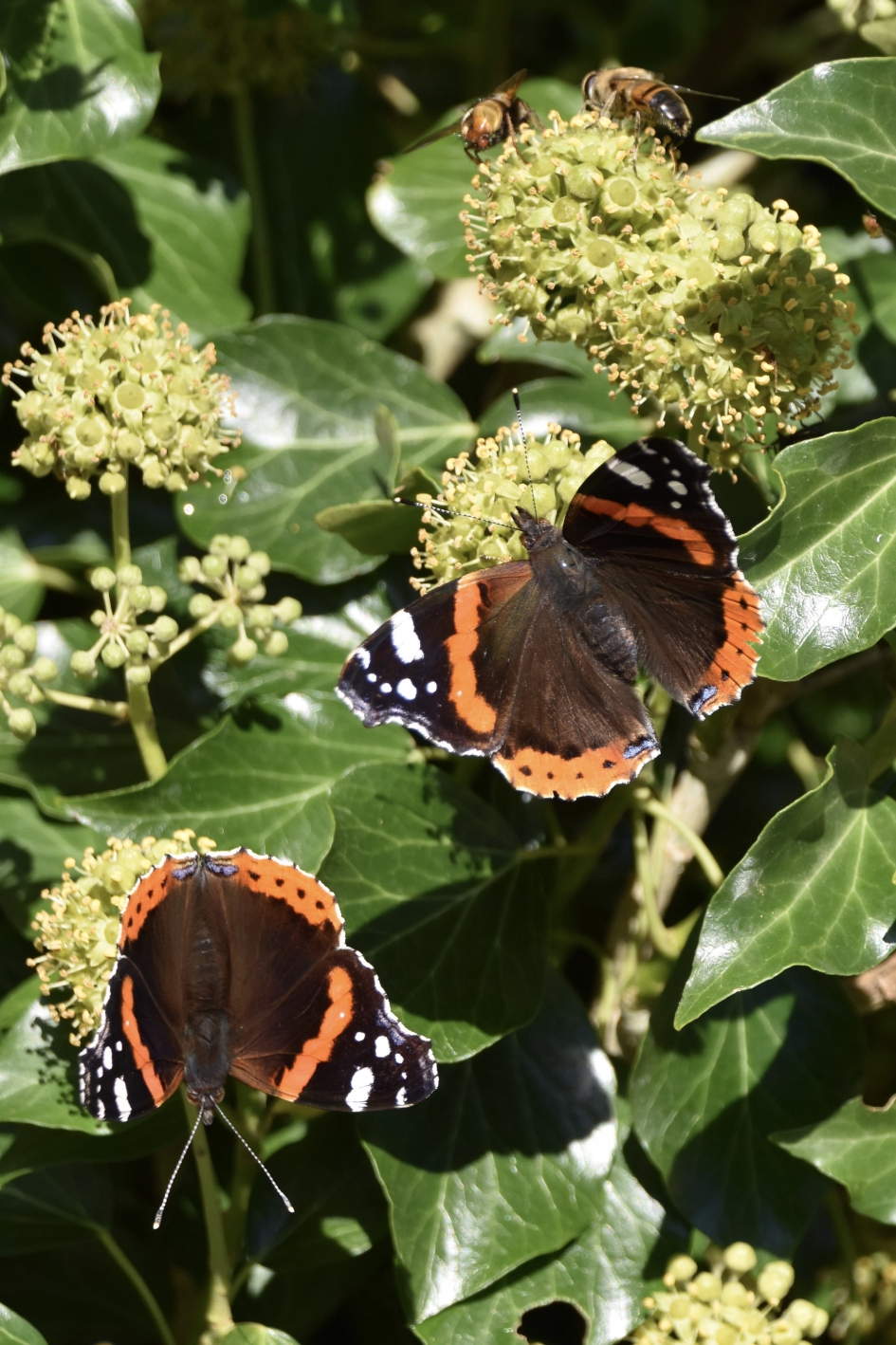 Atalantas - Geleedpotigen - 