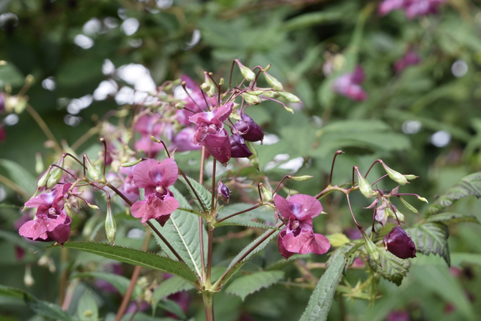 Balsemientje - Planten - 