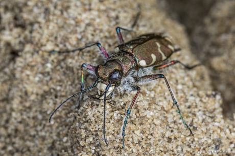 Bastaardzandloopkever