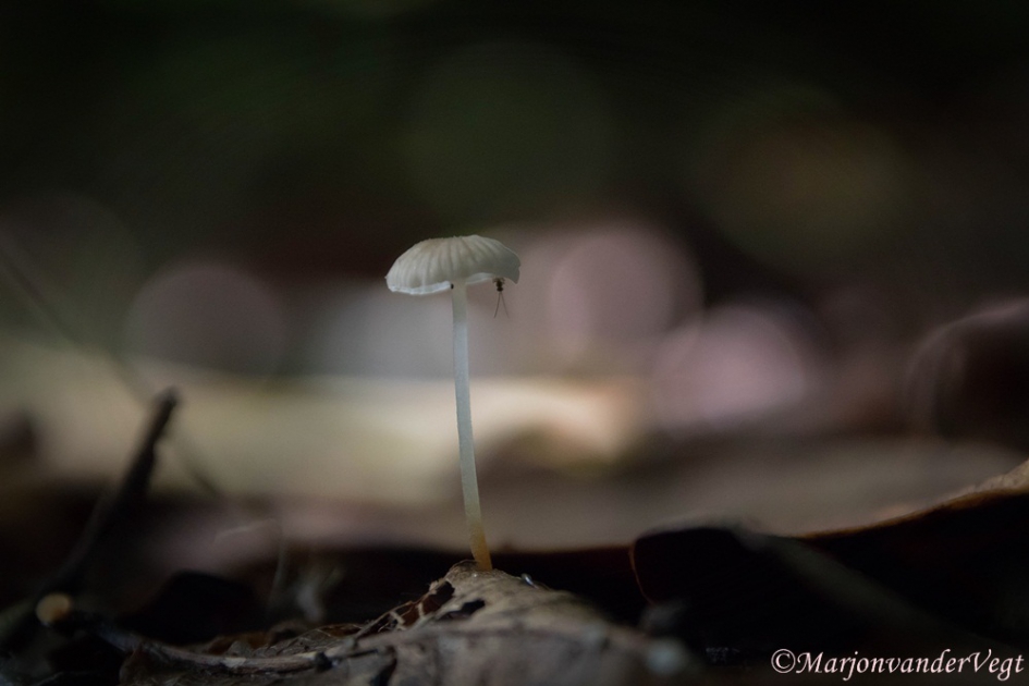Ben je thuis? - Schimmels - mycena