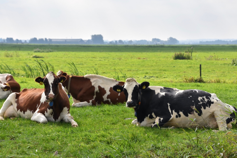 Benieuwd... - Zoogdieren - 