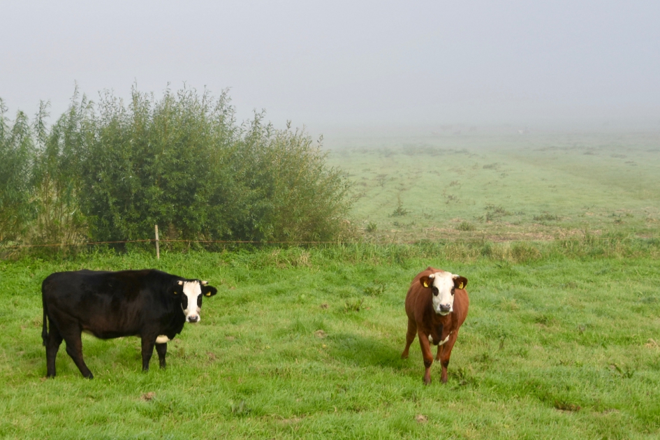 Benieuwd - Zoogdieren - 