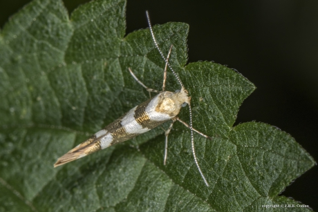 Berkenpedaalmot (Argyresthia goedartella)
