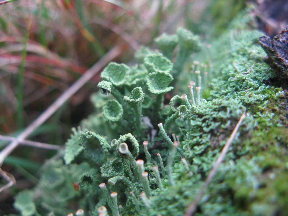 Berkermos - Planten - Bekermos