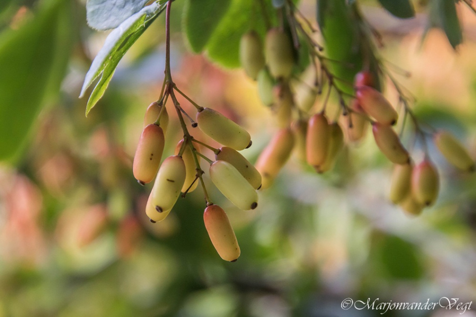 Besjes - Planten - geen id