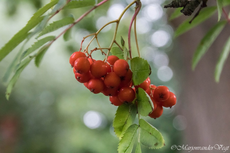 Besjes tijd - Planten - Lijsterbes