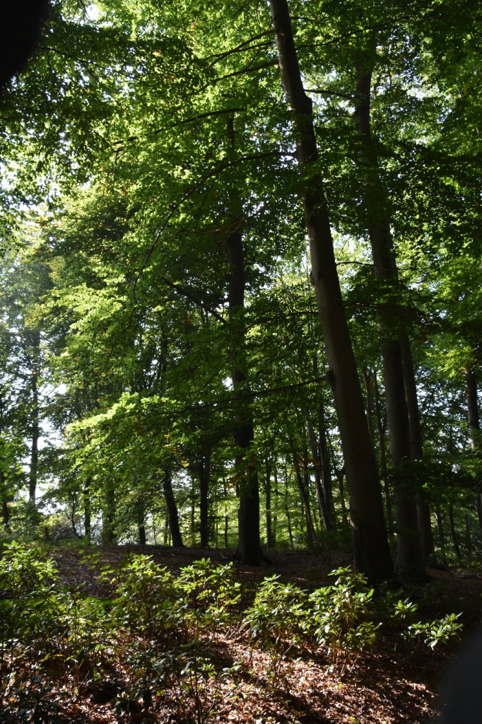 Beukenlaantje - Planten - 