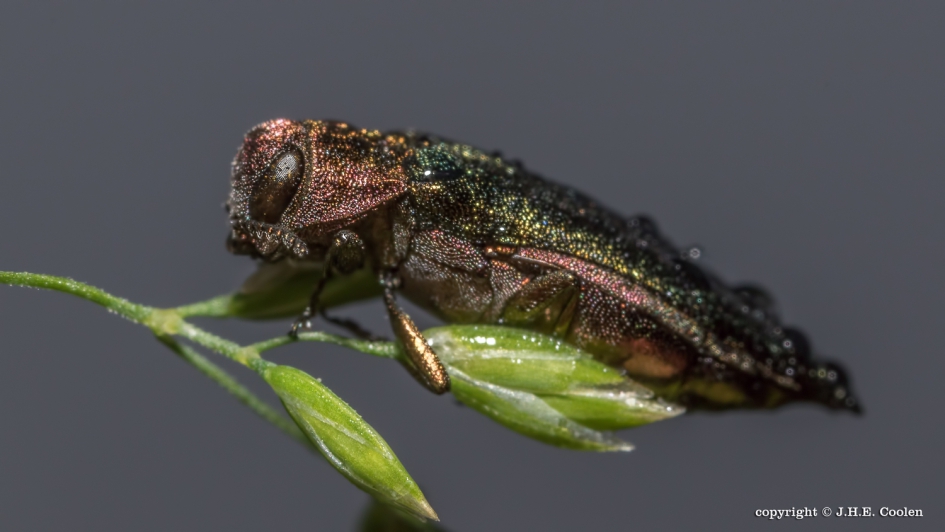 Beukensmalbuikje - Geleedpotigen - Beukensmalbuikje