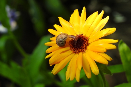 Bezoek in de Calendula