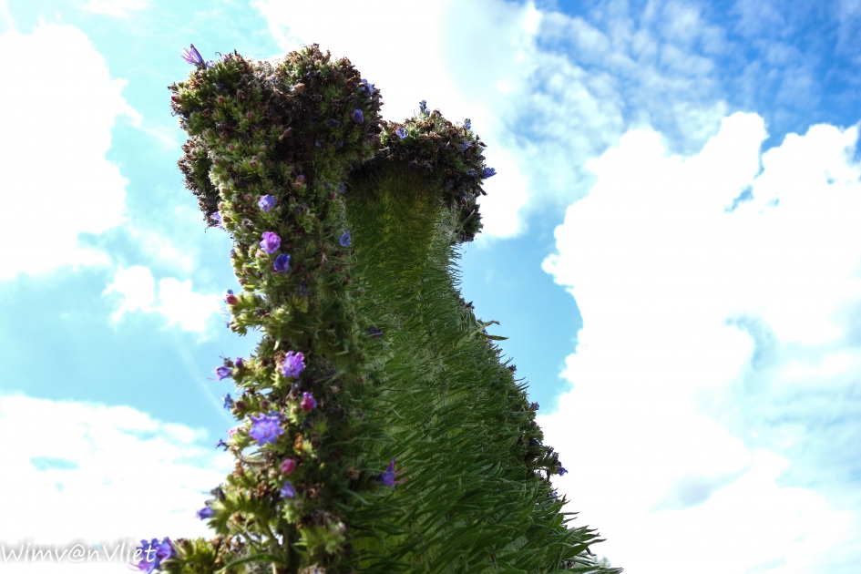 Bijzondere vorm Slangenkruid (Echium Vulgare) - Planten - Slangenkruid
