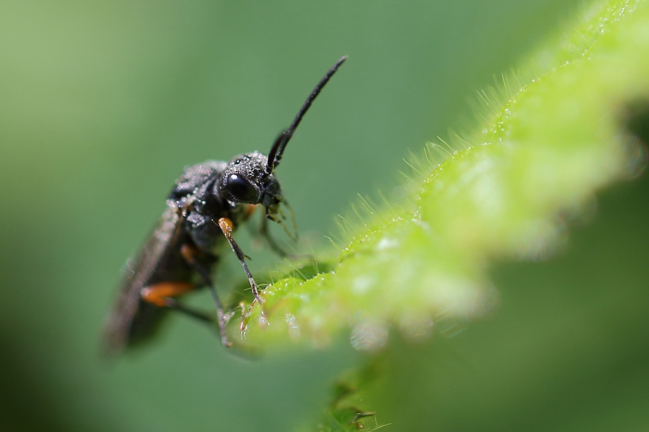 bladwesp - Geleedpotigen - 