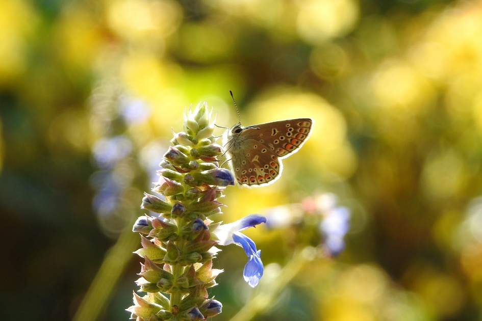 Blauw op blauw - Geleedpotigen - Blauwtje