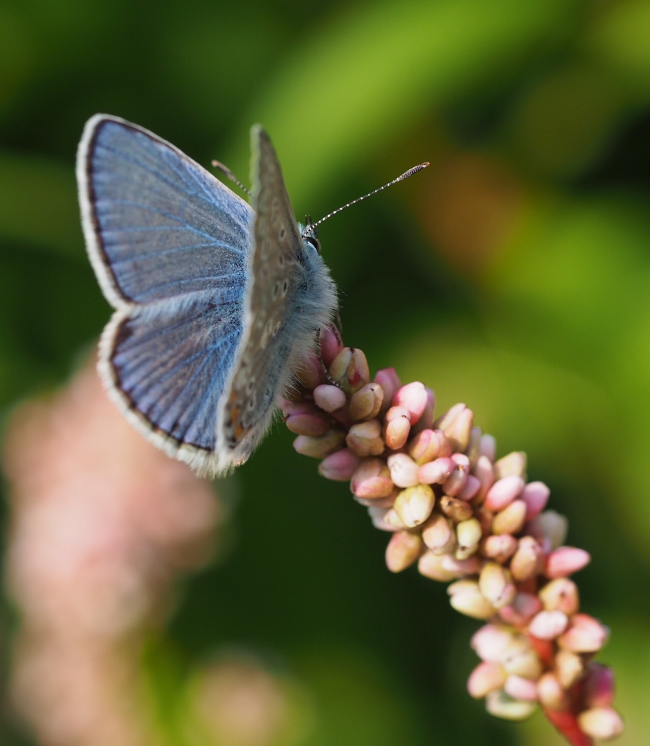 Blauw op roze - Geleedpotigen - Heideblauwtje