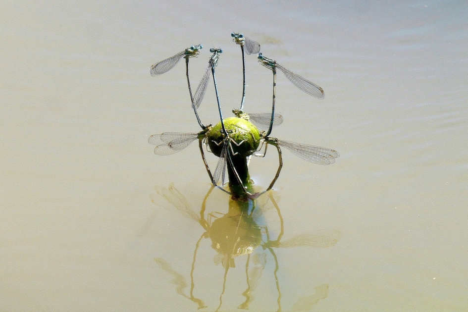 Blauwe breedscheenjuffers op bloemknop Gele plomp - vreemde vormen - Overig - Blauwe breedscheenjuffers
