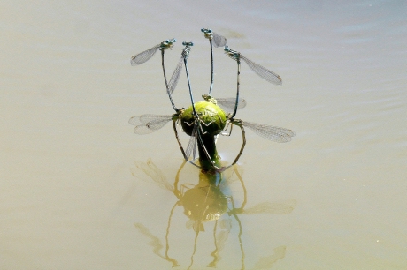 Blauwe breedscheenjuffers op bloemknop Gele plomp - vreemde vormen