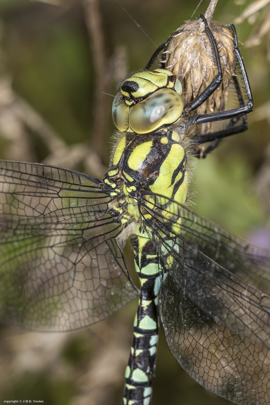 Blauwe glazenmaker (man) - Geleedpotigen - Blauwe glazenmaker