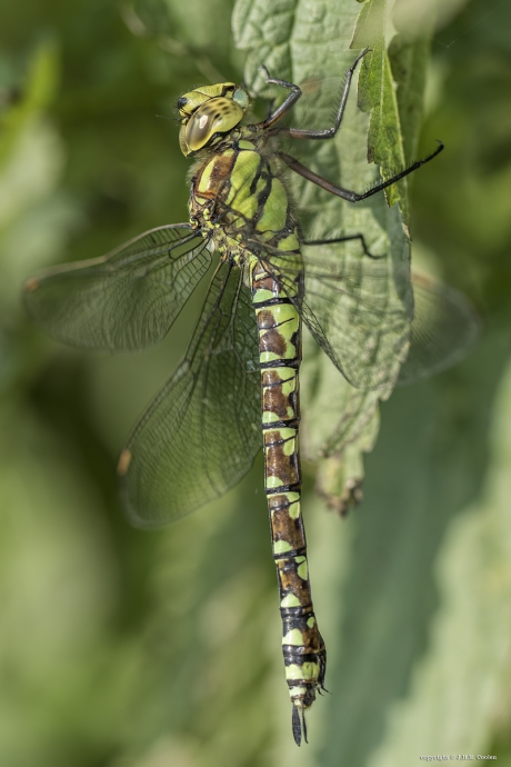Blauwe glazenmaker (vr.)