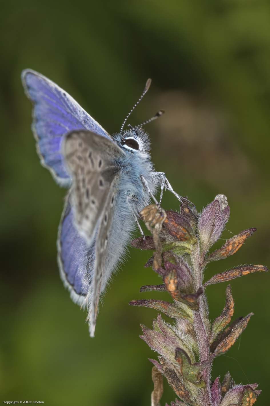Blauwtje - Geleedpotigen - Blauwtje