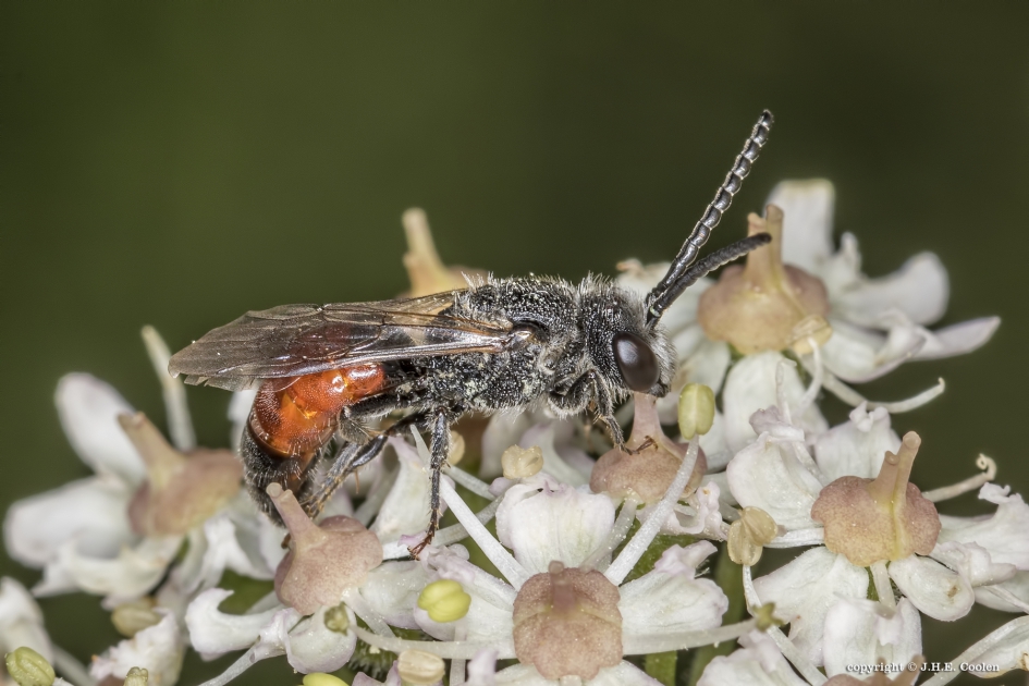 Bloedbij - Geleedpotigen - Bloedbij