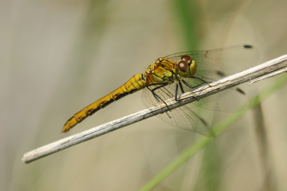 bloedrode heidelibel -v- - Geleedpotigen - 