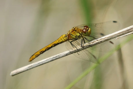 bloedrode heidelibel -v-