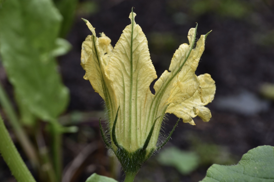 Bloem van de kalebassen - Planten - 