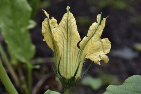 Bloem van de kalebassen