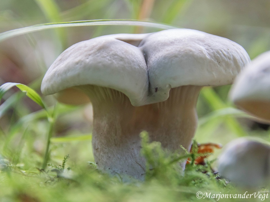 Blote billen gezicht - Schimmels - geen id