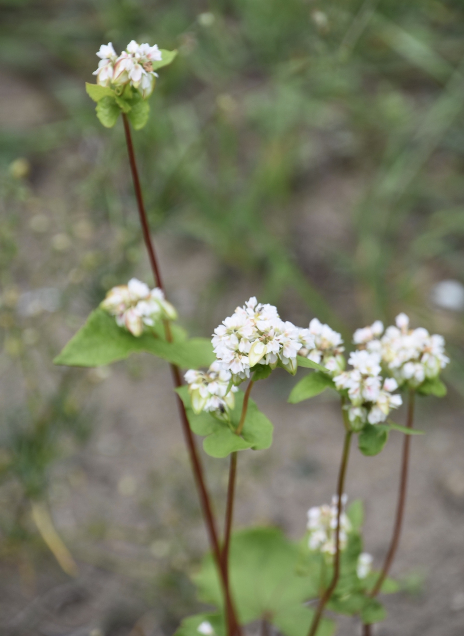 Boekweit - Planten - 