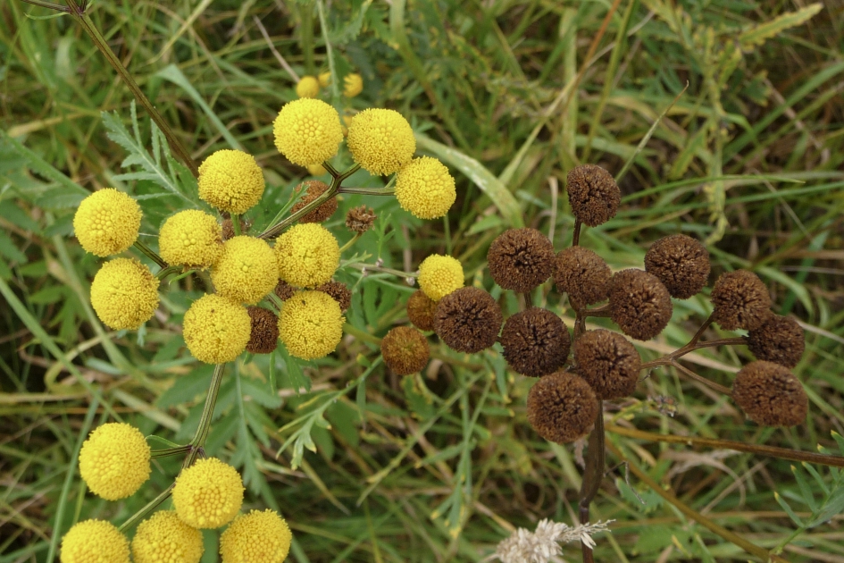 Boerenwormkruid - Planten - 