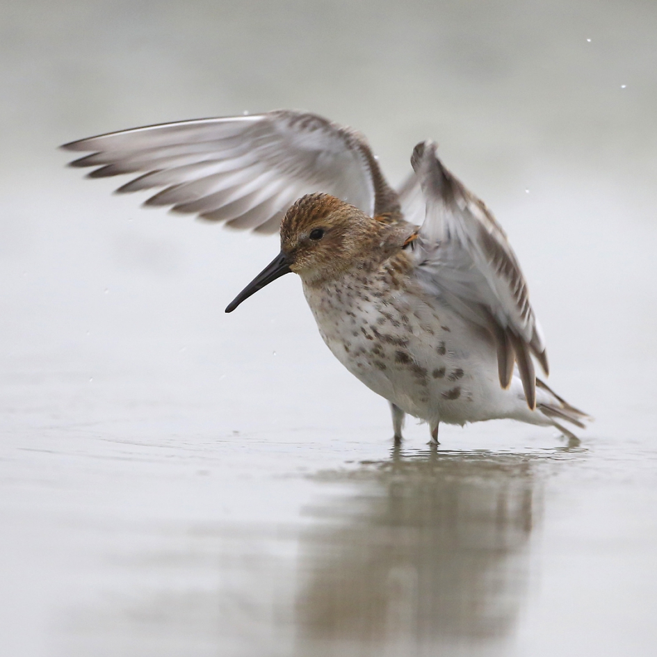 Bontje - Vogels - Bonte Strandloper