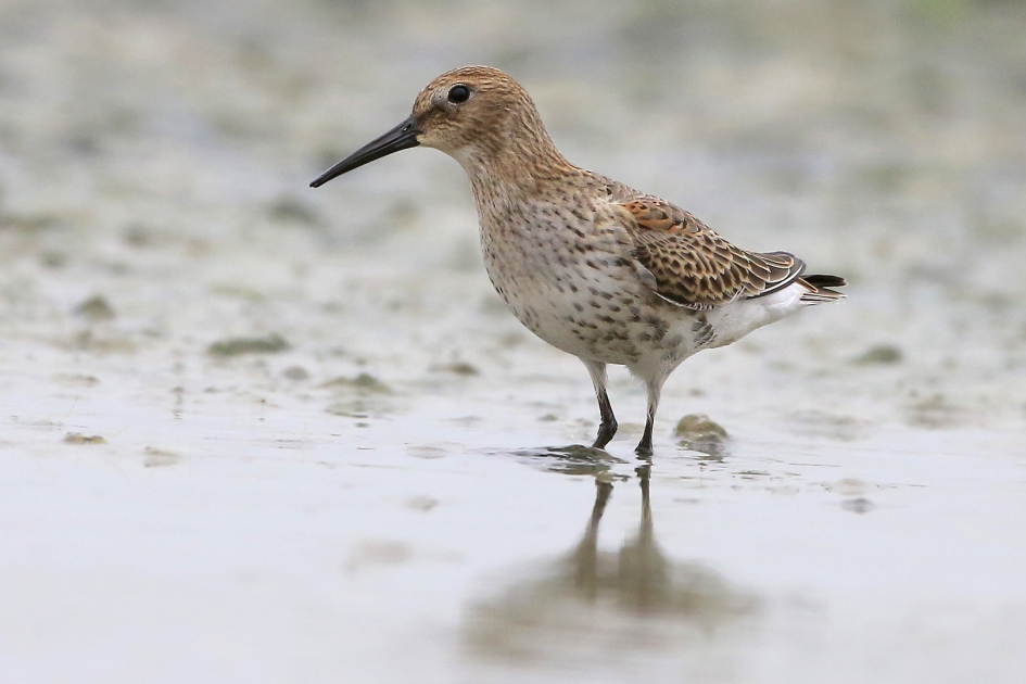 Bontje II - Vogels - Bonte Strandloper