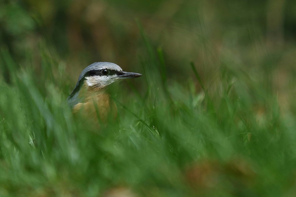 boomklever - Vogels - 