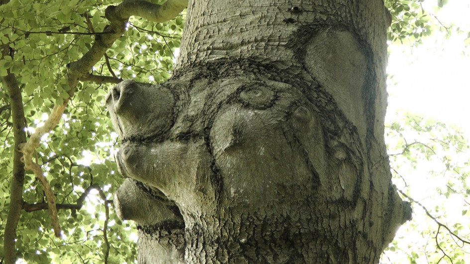 Beestenkop in boom. - Overig - Boomfiguur