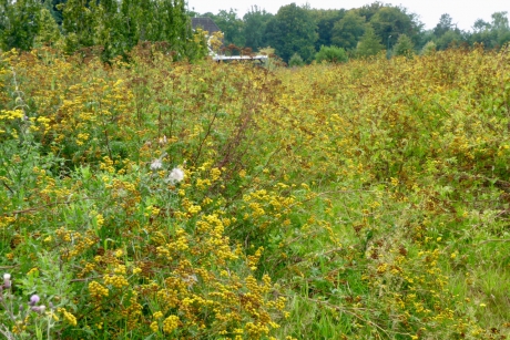 Braakliggend terrein