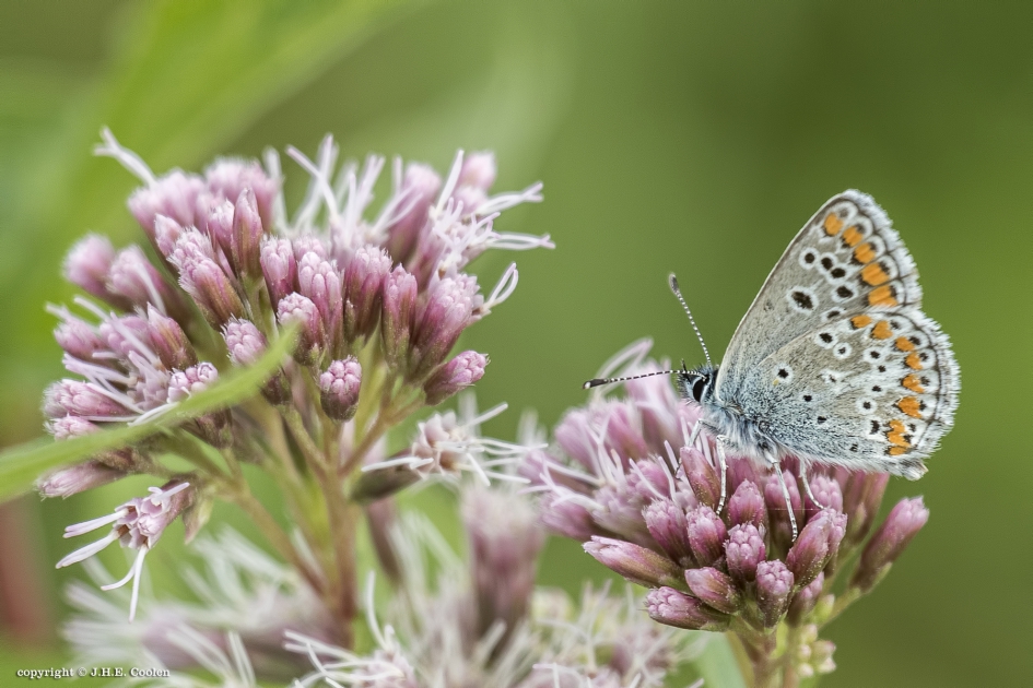 Bruin blauwtje - Geleedpotigen - Bruin blauwtje