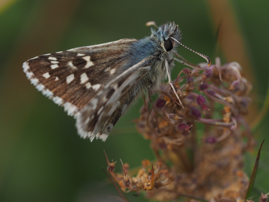 Bruin blauwtje - Geleedpotigen - 