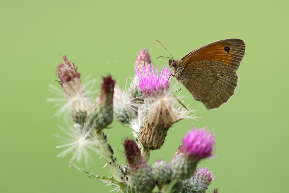 bruin zandoogje - Geleedpotigen - 