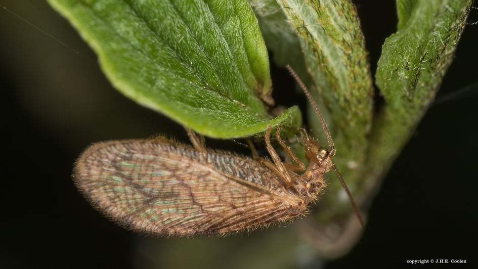 Bruine gaasvlieg - Geleedpotigen - Bruine gaasvlieg
