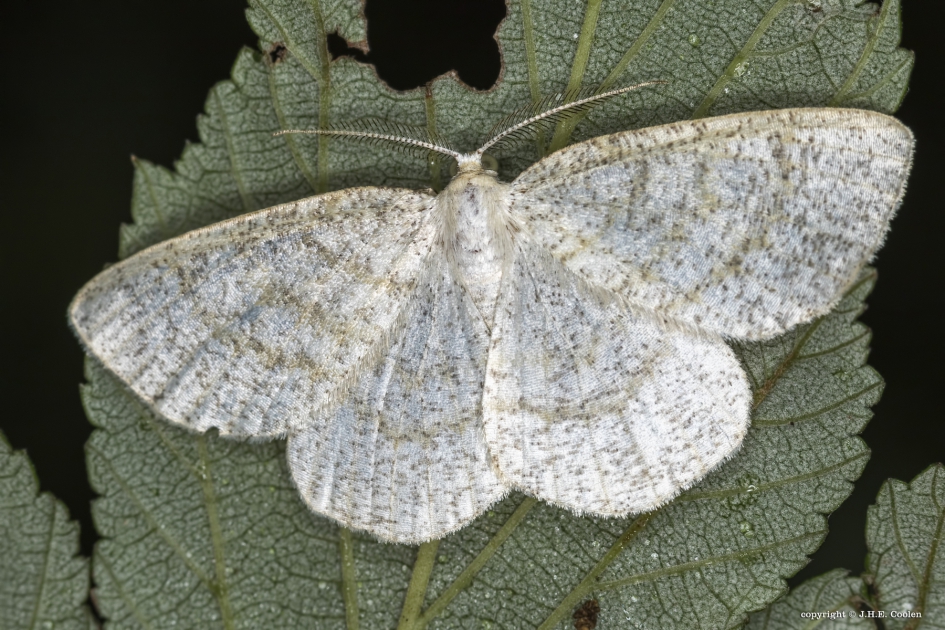 Bruine grijsbandspanner - Geleedpotigen - Bruine grijsbandspanner