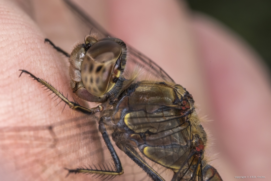 Bruinrode.... - Geleedpotigen - Bruinrode heidelibel