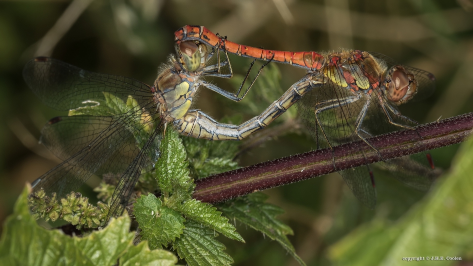 Bruinrode heidelibel(len) - Geleedpotigen - Bruinrode heidelibel