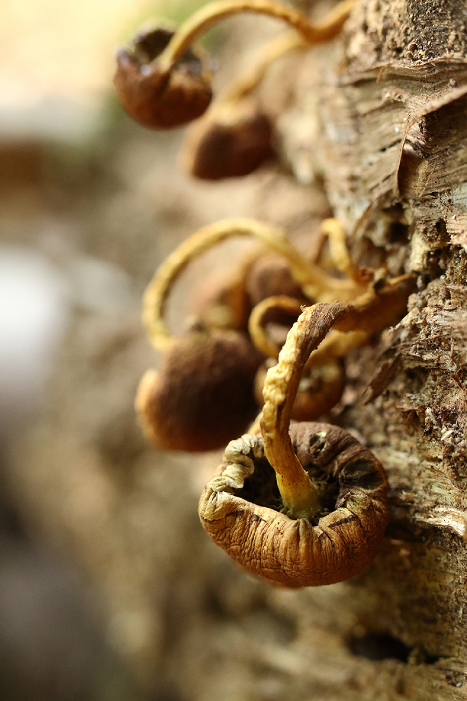 buigzaam - Schimmels - 