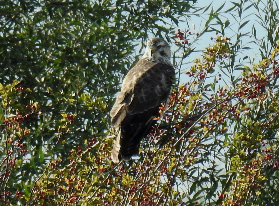 Buizerd kijkt om - Vogels - Buizerd